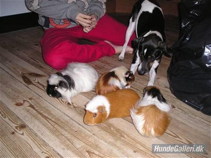Dansk svensk gaardhund Jønne - har mine marsvin ude så de kan lege med Jønne d; <33 billede 10