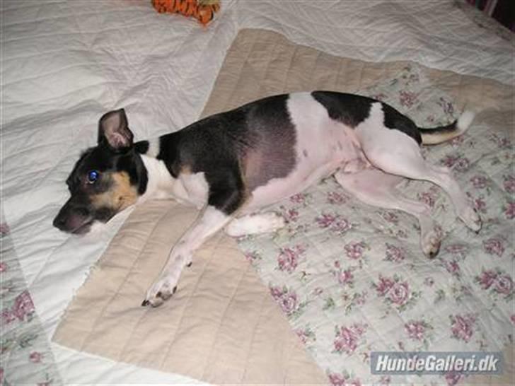 Dansk svensk gaardhund Jønne - fik ham til at spille død d; <3 billede 11