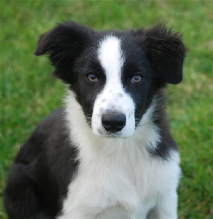 Border collie Mini  billede 16