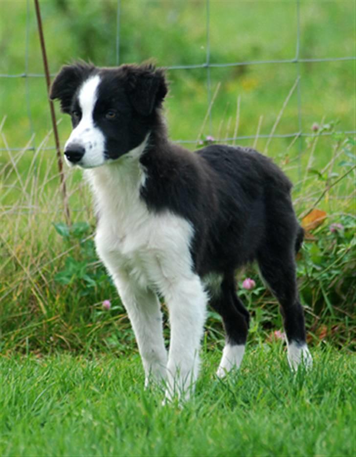 Border collie Mini  billede 17