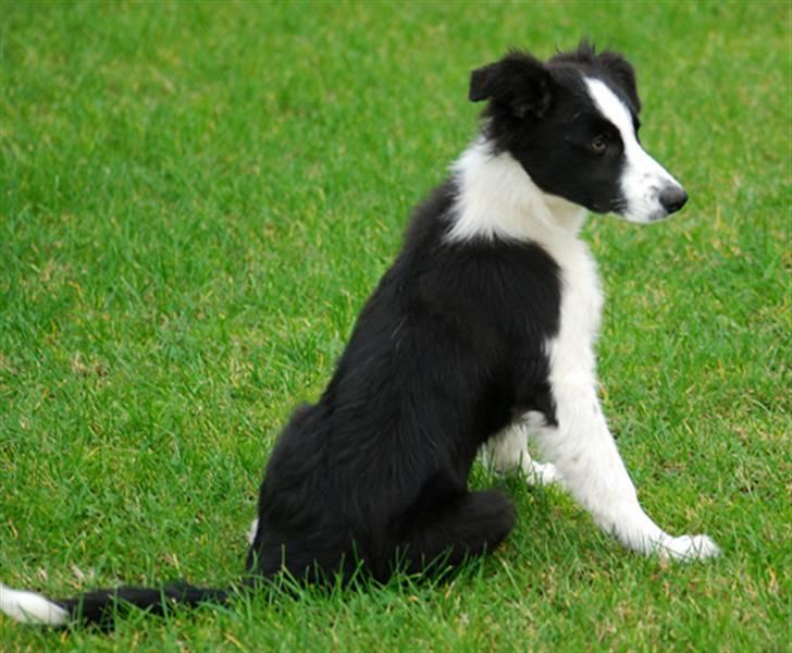 Border collie Mini  billede 18