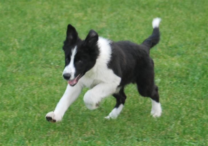 Border collie Brandy † RIP- 7-10-2009 † billede 19