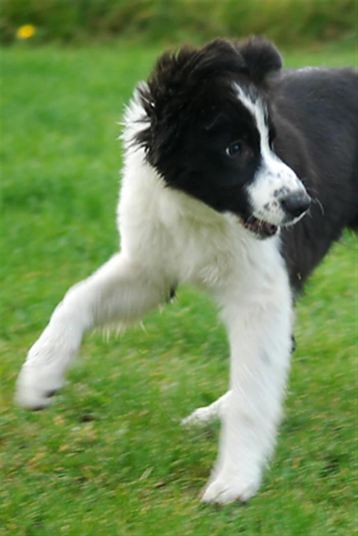 Border collie Brandy † RIP- 7-10-2009 † billede 20