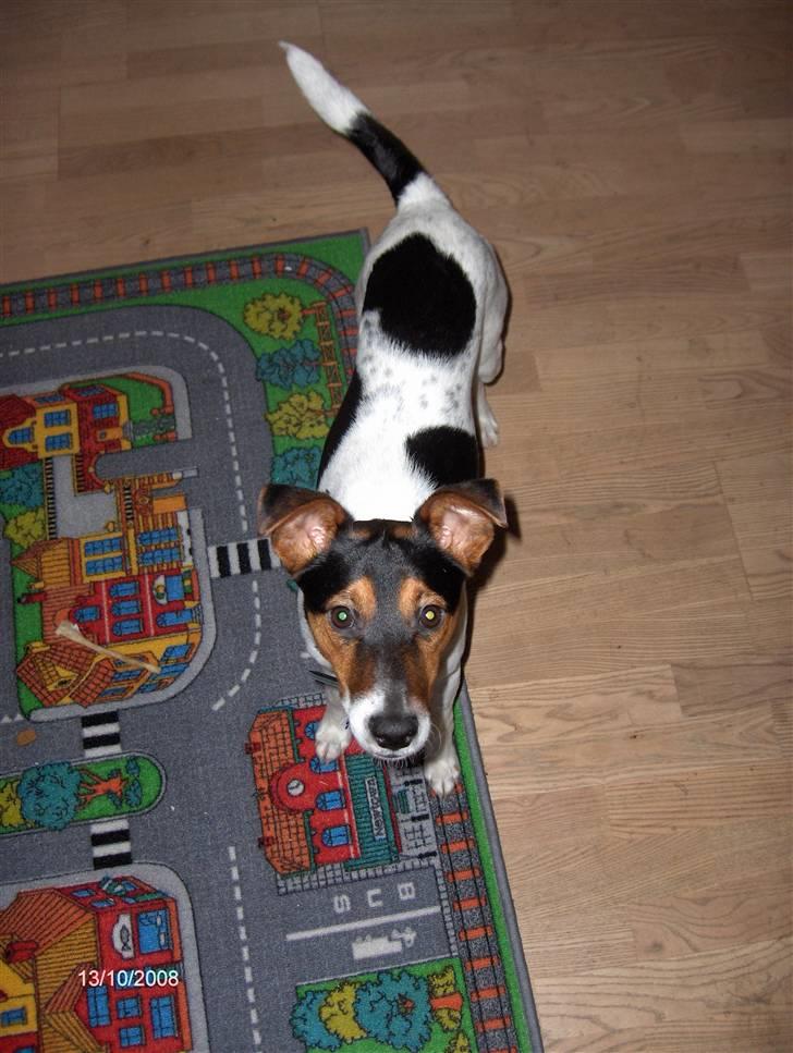 Dansk svensk gaardhund milo billede 2