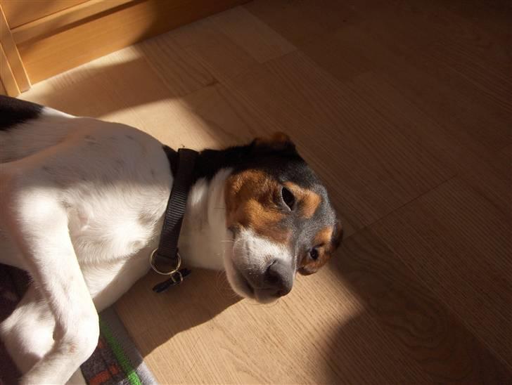 Dansk svensk gaardhund milo billede 3