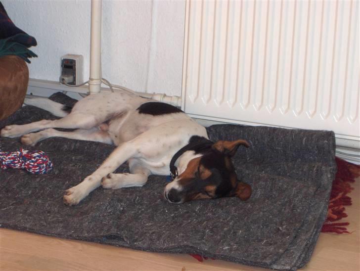 Dansk svensk gaardhund milo billede 4