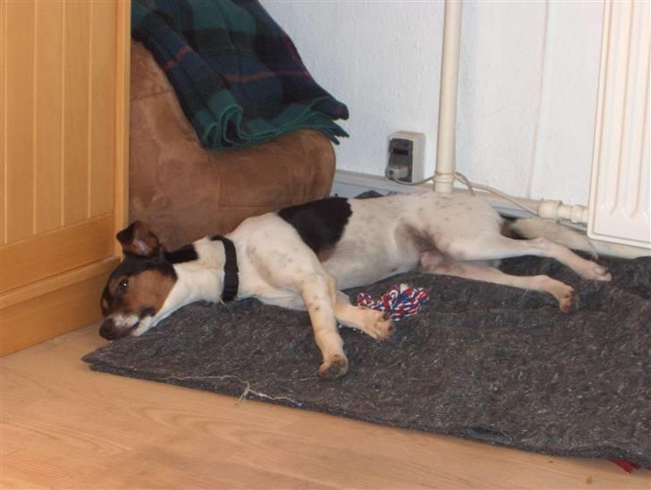 Dansk svensk gaardhund milo billede 5