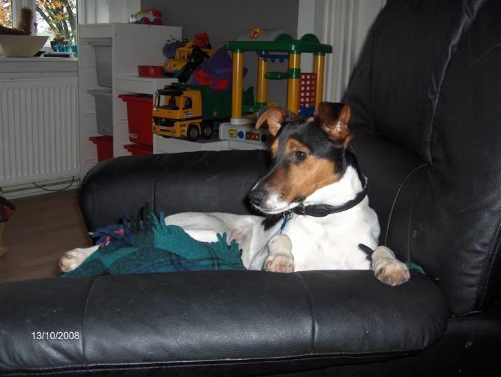 Dansk svensk gaardhund milo billede 7