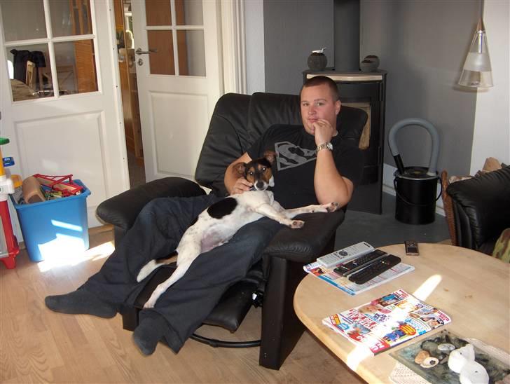 Dansk svensk gaardhund milo billede 8