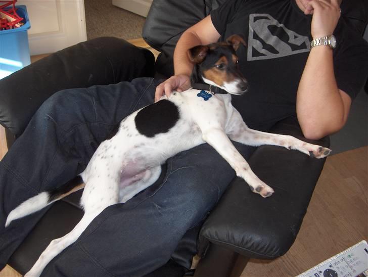 Dansk svensk gaardhund milo billede 9