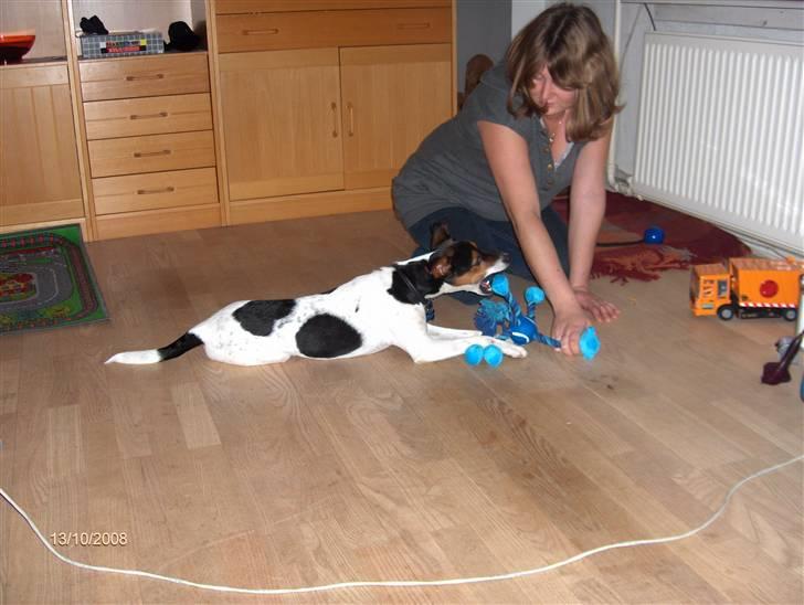 Dansk svensk gaardhund milo billede 10