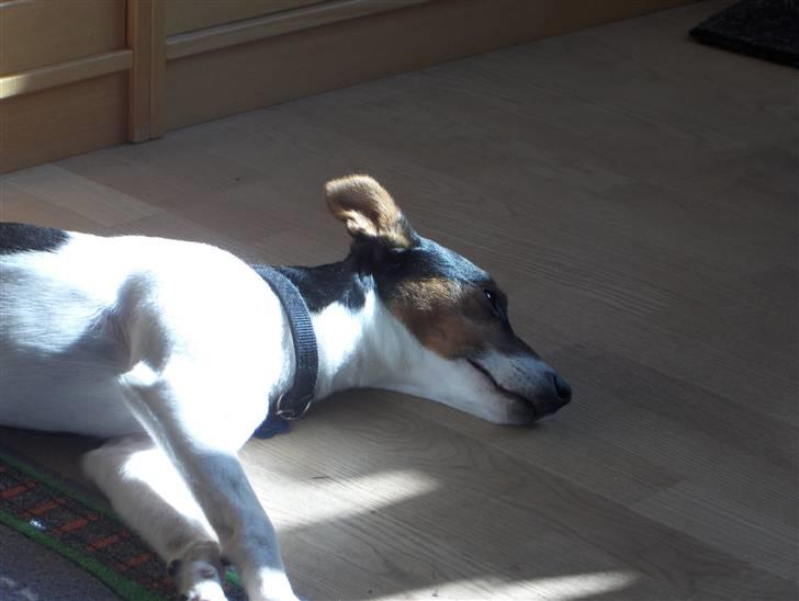 Dansk svensk gaardhund milo billede 11