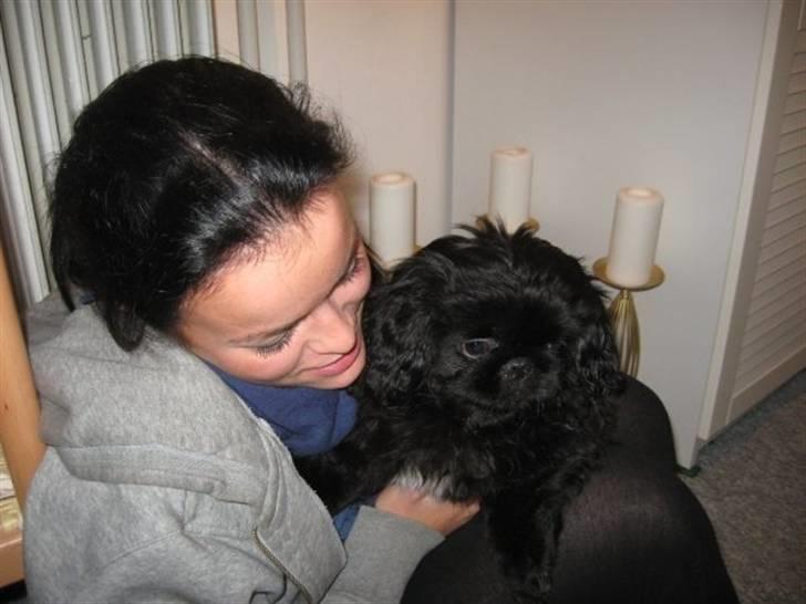 Pekingeser Muggi billede 9