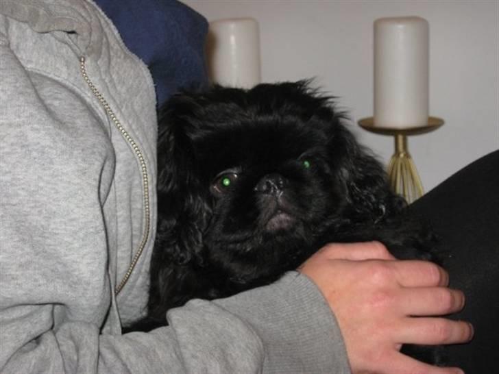 Pekingeser Muggi billede 10