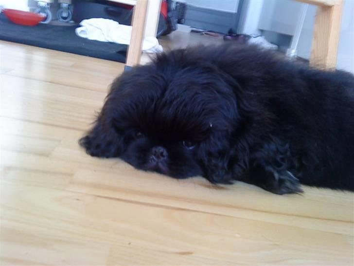 Pekingeser Muggi - De siger jeg ligner en sæl unge billede 11