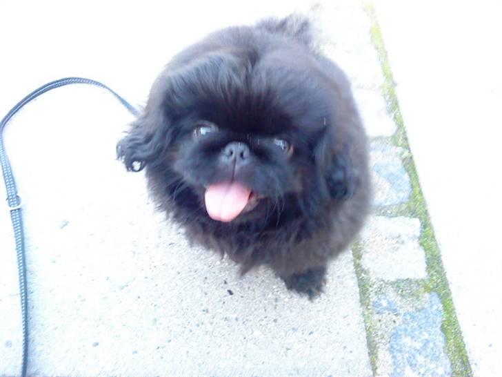 Pekingeser Muggi billede 12