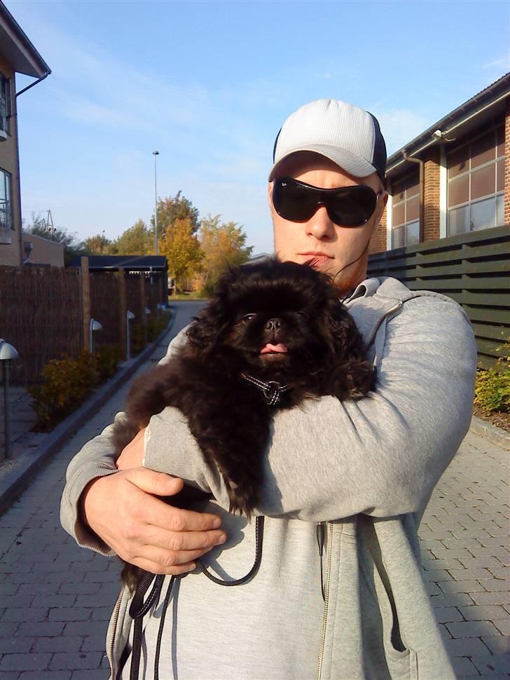 Pekingeser Muggi billede 13