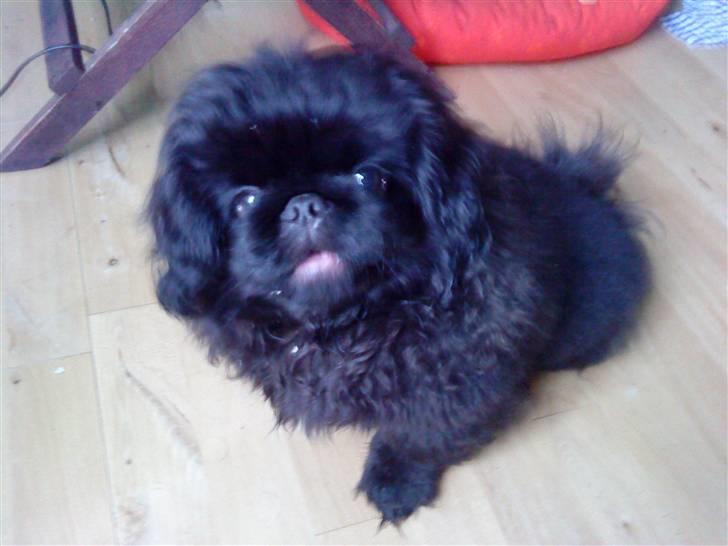 Pekingeser Muggi billede 14