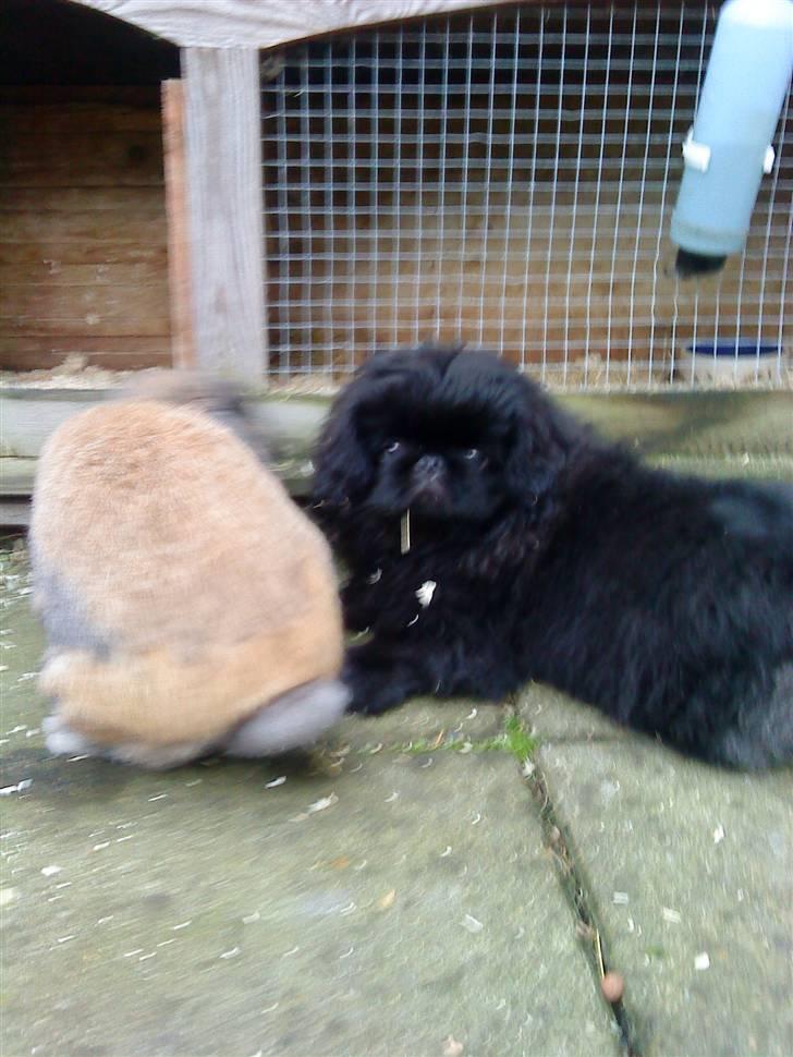 Pekingeser Muggi - Muggi og Ninus ;-) billede 15