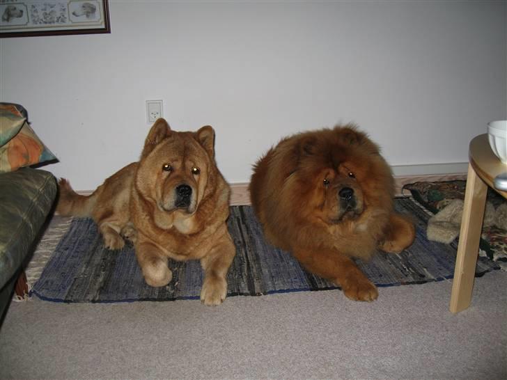 Chow chow Trever of The Chinas Joy - Min bedste kammerat Basse som desværre er død 6. juni 2008 - Vi savner ham stadig så meget! billede 8