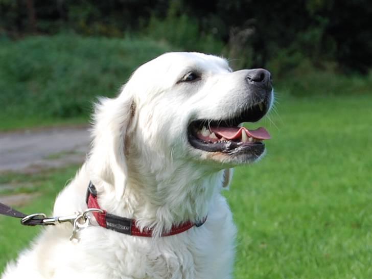 Golden retriever Filippa K Av Vervik [Himmelhund] - Velkommen til Filippa´s profil<33 :P billede 1