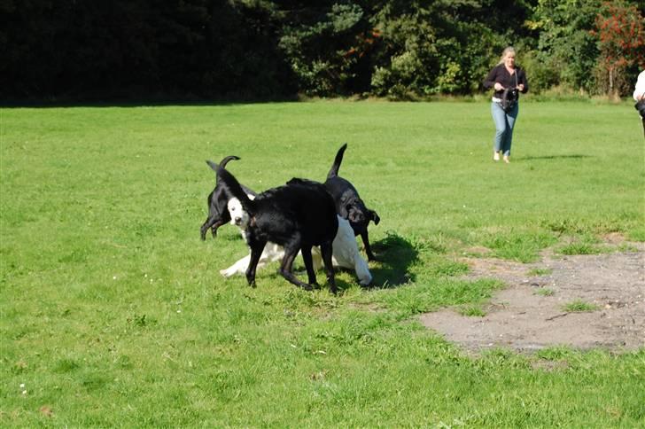 Golden retriever Filippa K Av Vervik [Himmelhund] - SLÅS KAMP, SLÅS KAMP, SLÅS KAMP, haha for sjov billede 2