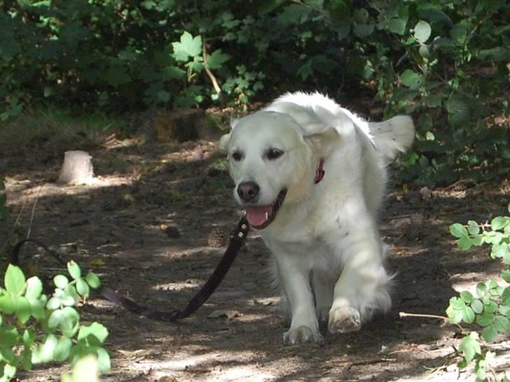 Golden retriever Filippa K Av Vervik [Himmelhund] - Lalleglad hahaha  billede 3