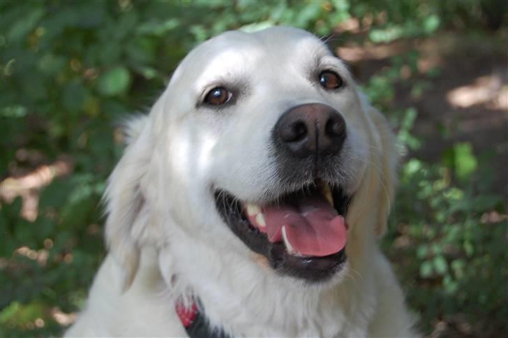 Golden retriever Filippa K Av Vervik [Himmelhund] - se hvor står jeg flot billede 4