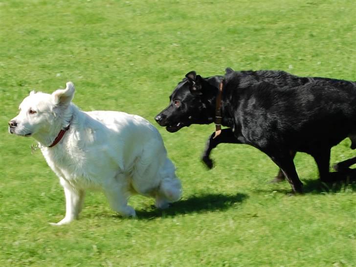 Golden retriever Filippa K Av Vervik [Himmelhund] - Mig med Trofast i hælene, til hundetræning;) billede 5
