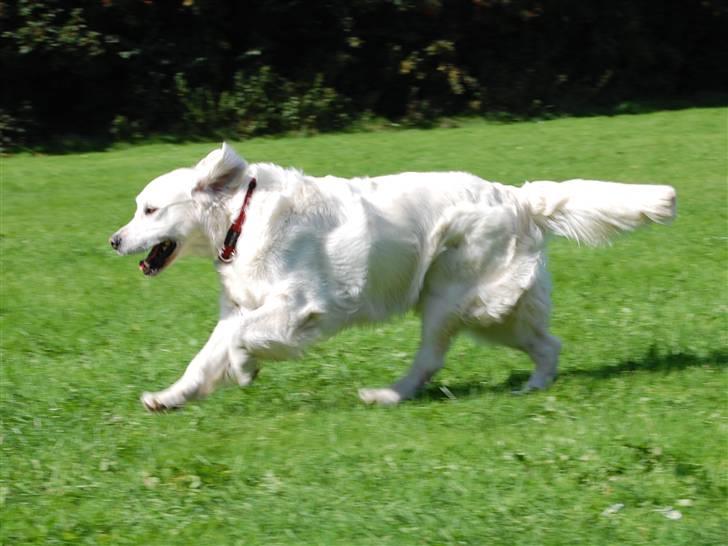 Golden retriever Filippa K Av Vervik [Himmelhund] - YAY!!!! fuld fart fremad :b ;D billede 6