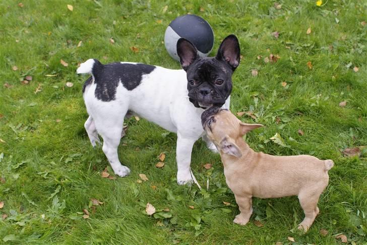 Fransk bulldog Pluto - Dejligt at lege med Gizmo 29 uger. billede 18
