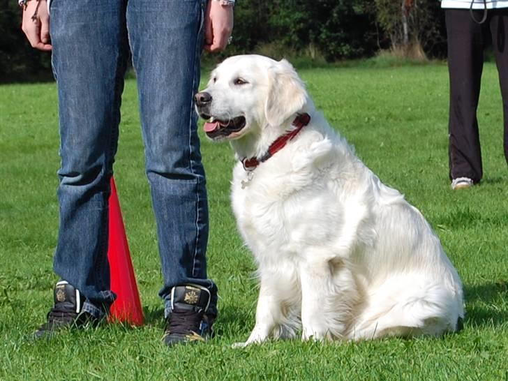 Golden retriever Filippa K Av Vervik [Himmelhund] - nej hvor ser vi godt ud hehe billede 7