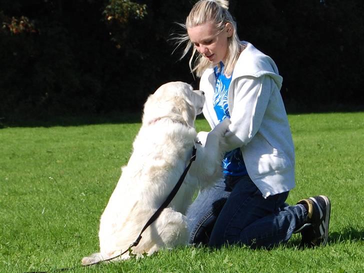 Golden retriever Filippa K Av Vervik [Himmelhund] - You can always count on me...<3 billede 8
