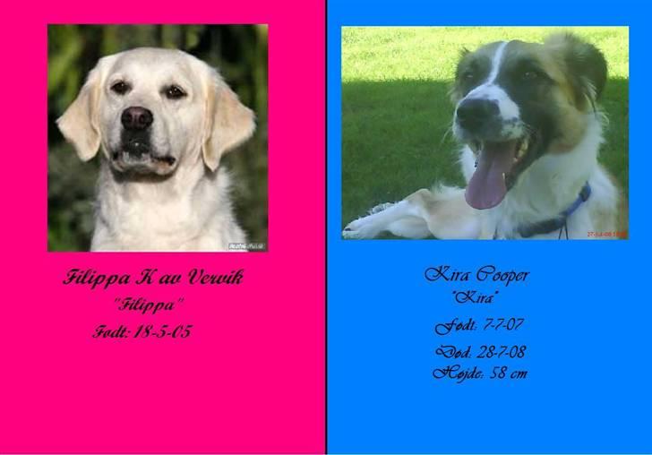 Golden retriever Filippa K Av Vervik [Himmelhund] - Her er der lige et dobbelt-status-billede hehe, har lige fundet på navnet billede 9