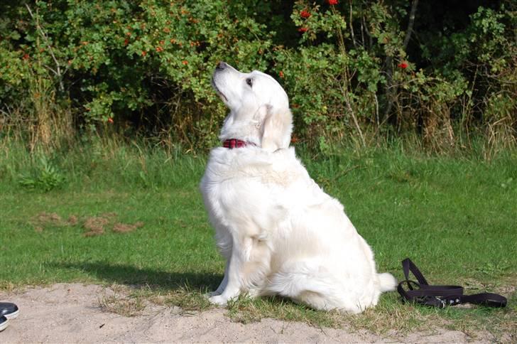 Golden retriever Filippa K Av Vervik [Himmelhund] - Selvtillid & lækkert hår - det er Filippa! billede 10