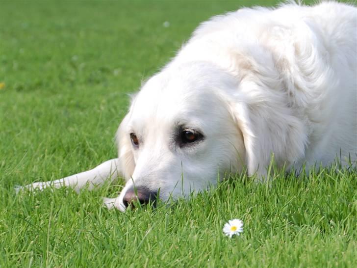 Golden retriever Filippa K Av Vervik [Himmelhund] - Vi chiller :J billede 11