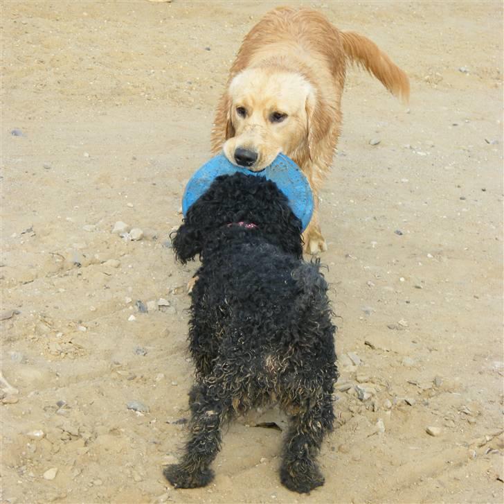 Dværgpuddel ~Krølle~ billede 14