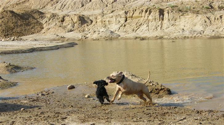 Dværgpuddel ~Krølle~ billede 15