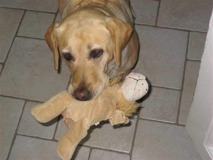 Labrador retriever Scully R.I.P billede 1