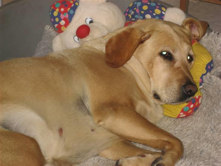 Labrador retriever Scully R.I.P billede 2