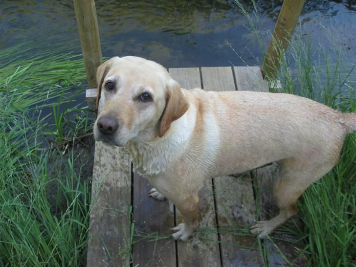 Labrador retriever Scully R.I.P billede 3