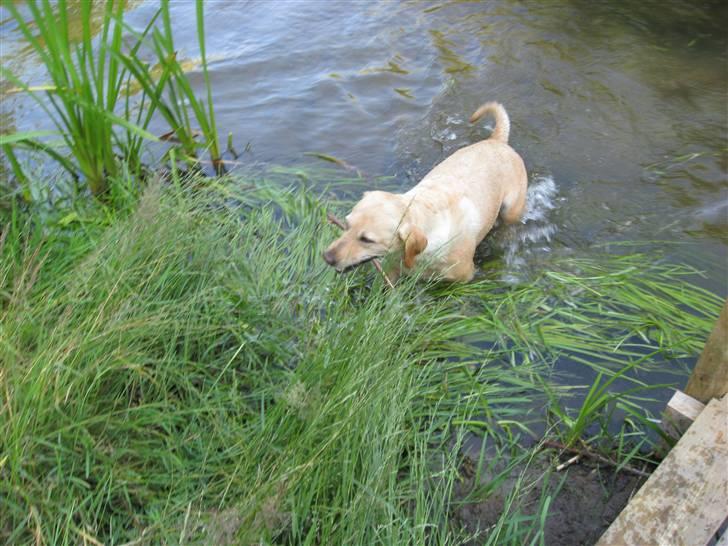 Labrador retriever Scully R.I.P billede 4