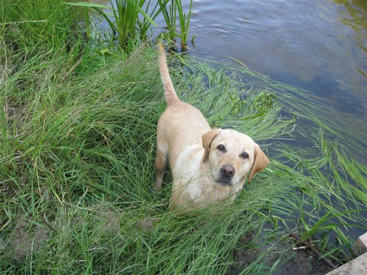 Labrador retriever Scully R.I.P billede 5