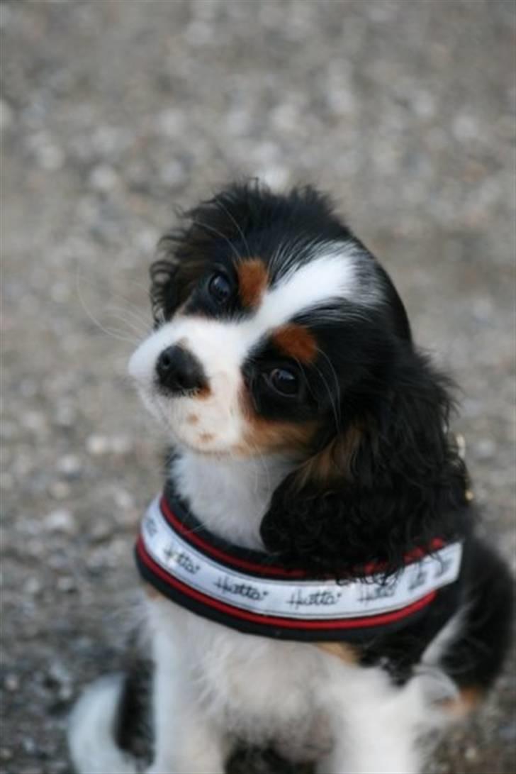Cavalier king charles spaniel aZalias Super Karla billede 6