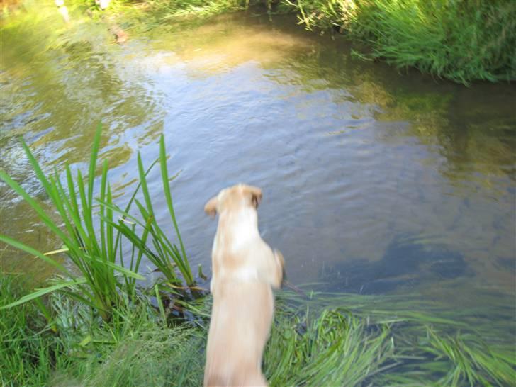 Labrador retriever Scully R.I.P billede 6