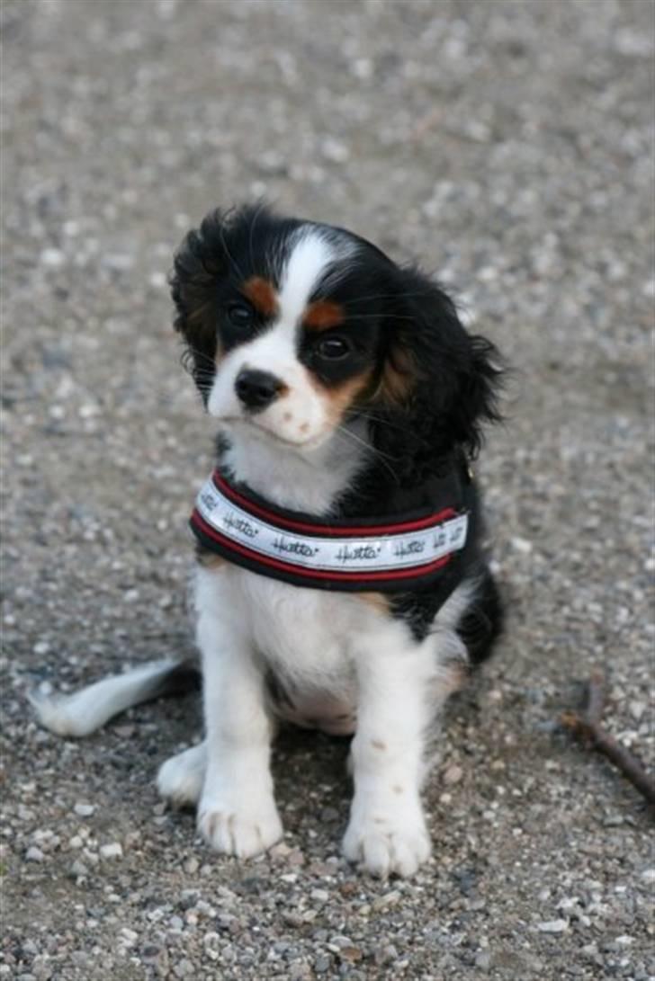 Cavalier king charles spaniel aZalias Super Karla billede 7
