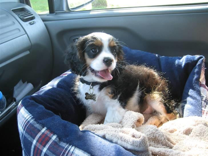Cavalier king charles spaniel aZalias Super Karla - Bilkørsel er fint når man kan ligge i sin seng på skødet af mor billede 8