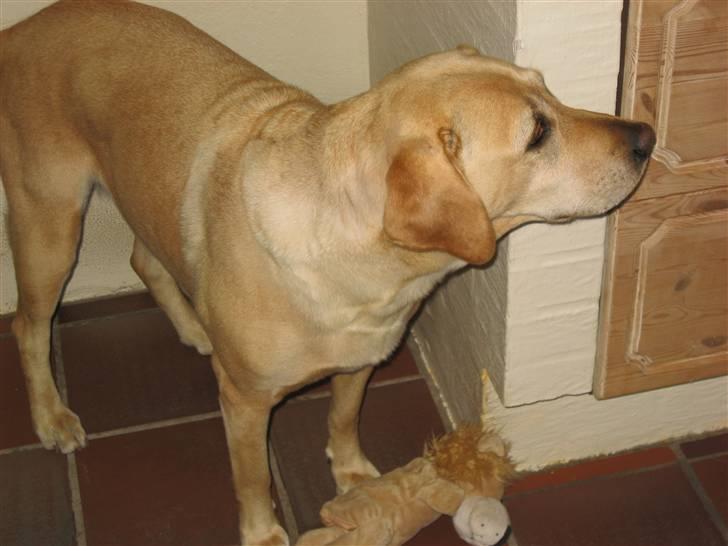 Labrador retriever Scully R.I.P billede 7