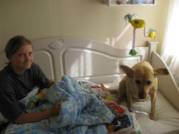 Labrador retriever Scully R.I.P billede 8