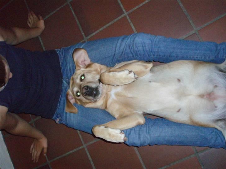 Labrador retriever Scully R.I.P billede 9